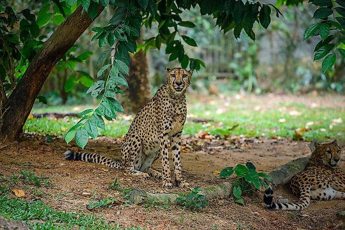 #2 Leopard Cat