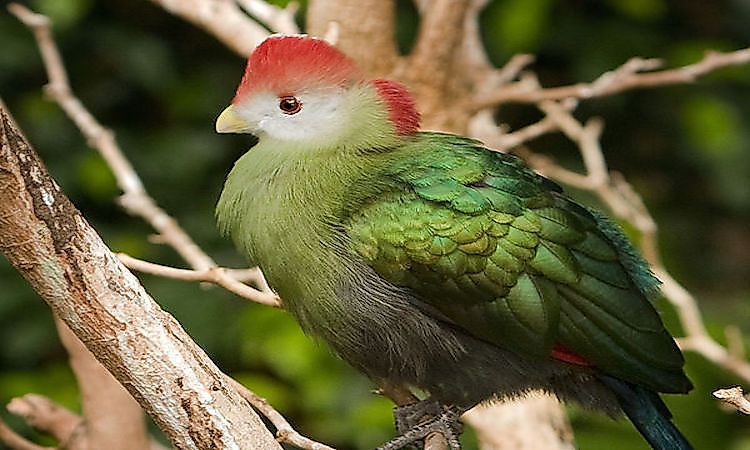 Endemic Birds Of Angola