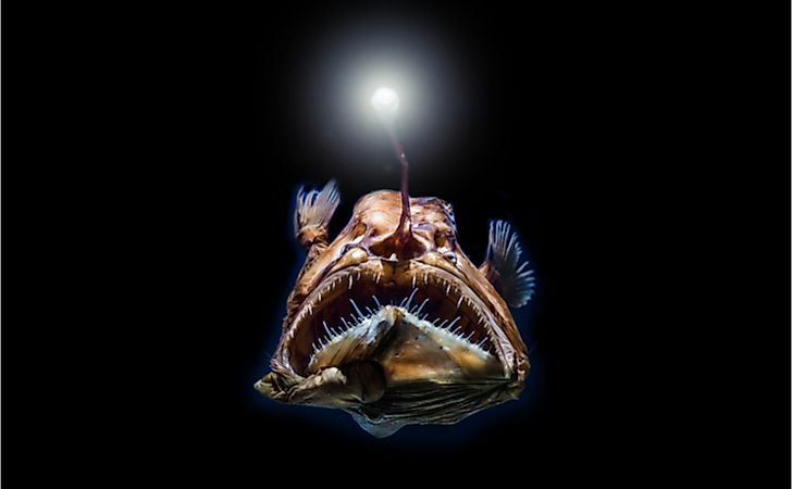 How Do Deep Sea Creatures Survive The High Water Pressure?