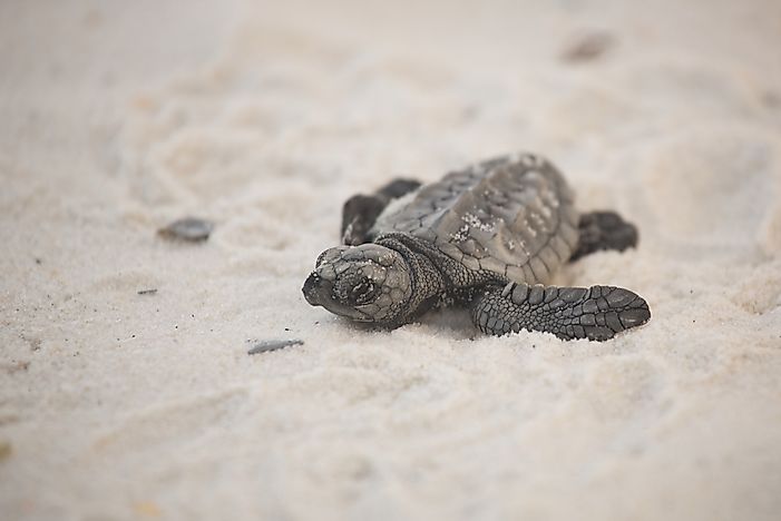 #4 Kemp's Ridley Sea Turtle