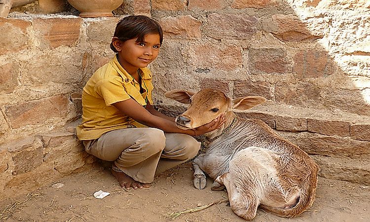 Preaching Love For All Living Beings: The Bishnois Of India