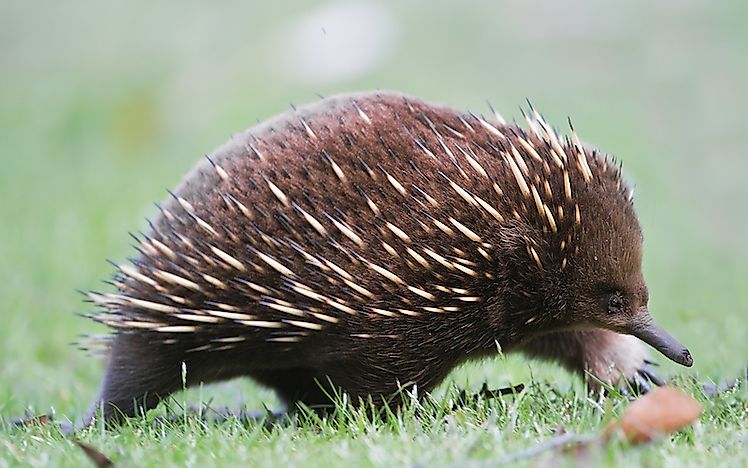 #2 Short-beaked Echidna