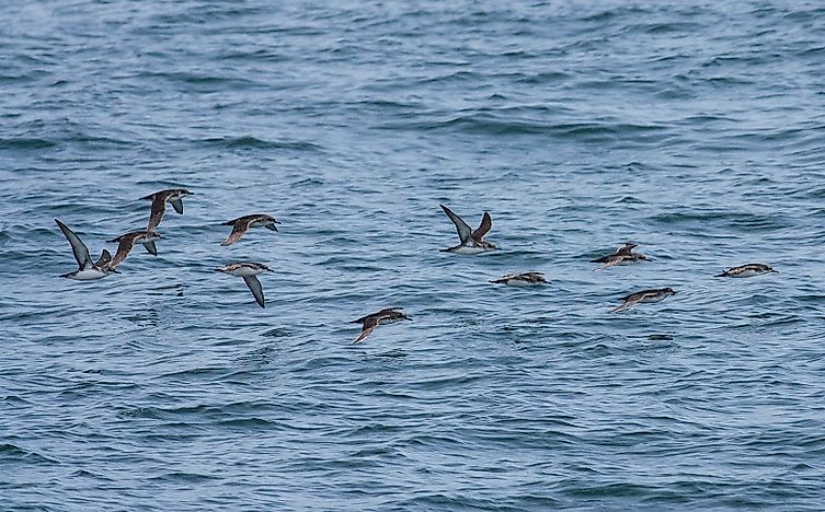 Native Birds Of Libya