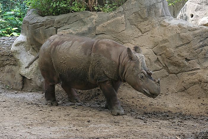 What is the Rarest Animal in the World?