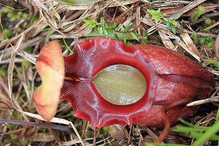 Native Plants Of Malaysia
