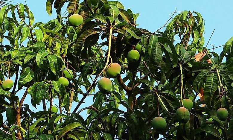 The Top Mango Producing Countries In The World