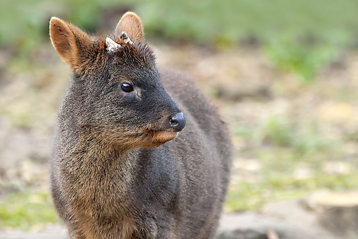 Which Is The World's Smallest Species Of Deer And Where Is It Found?