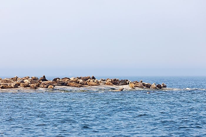 #6 Grey seal