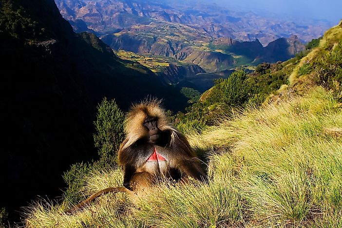 Gelada baboon in the Semien mountains.
