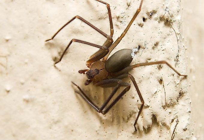 #7 Brown Recluse