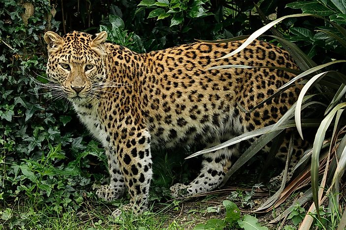 #6 North China Leopard