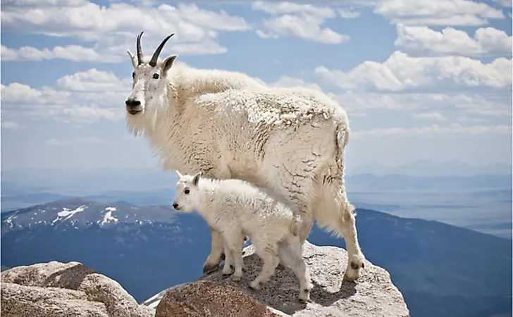 How Is The Mountain Goat Adapted To Its Environment? Biology Diagrams