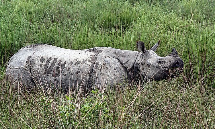 #4 Greater One-Horned Rhinoceros -