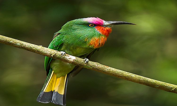#5 Red-bearded Bee Eater -
