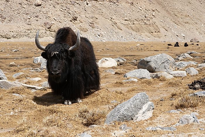 #7 Yak