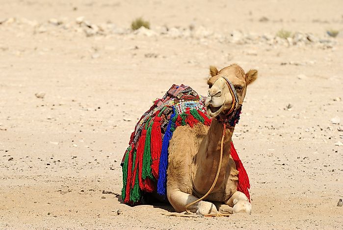 What Animals Live In The Sahara Desert Worldatlascom - 
