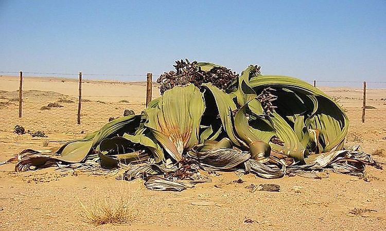 The Native Plants Of Angola