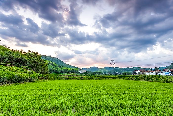 Rice fields in south China. Rice fields in south China.