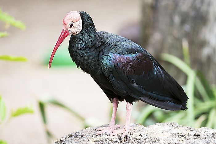 Endangered Birds of South Africa