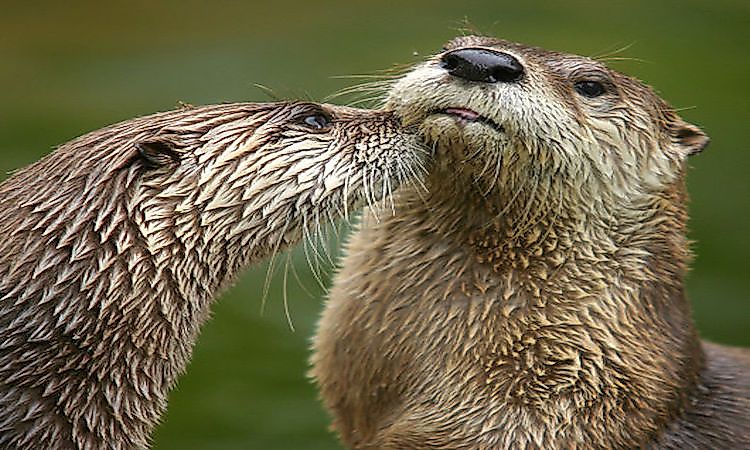#15 Otters -