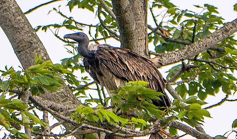 #6 Slender-billed vulture