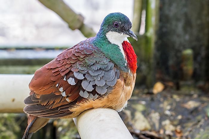 #1 Mindanao Bleeding-heart