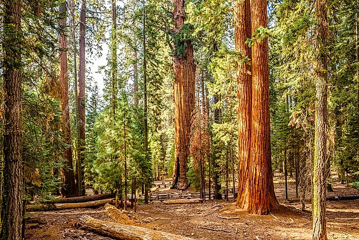 #3 Giant Sequoia Trees