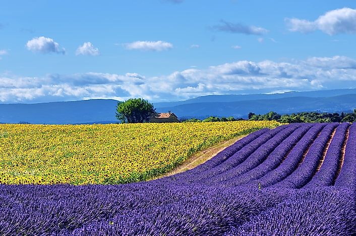 #12 Lavender Fields of Provence, France