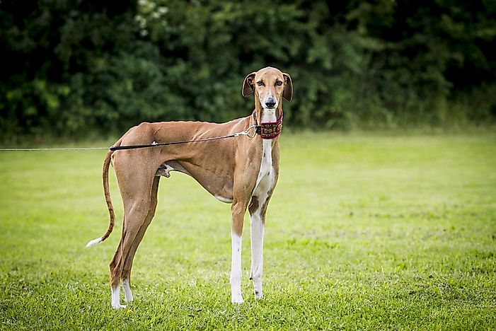 An Azawakh dog. An Azawakh dog.