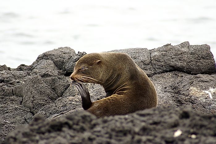 #4 Galapagos Fur Seals