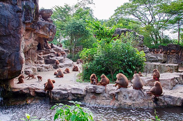 Monkeys at the Singapore Zoo. Monkeys at the Singapore Zoo.