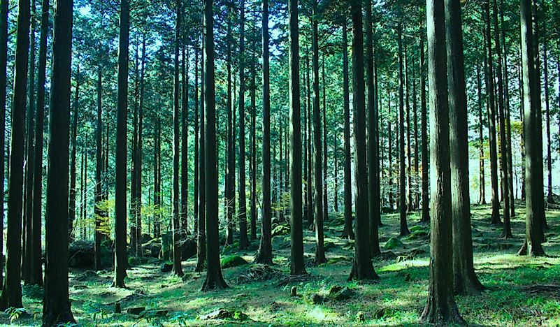 What Are The Major Natural Resources Of Japan?