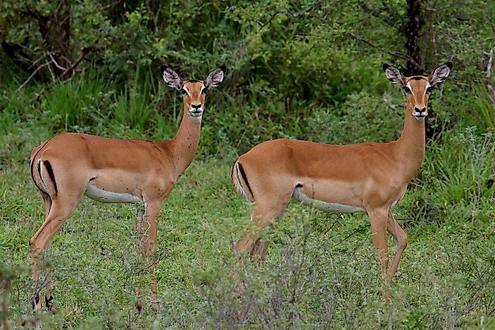 Tanzania's Endangered Mammals