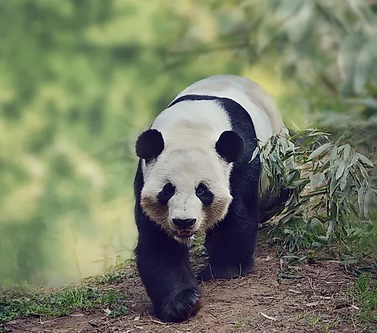 #6 Giant Panda