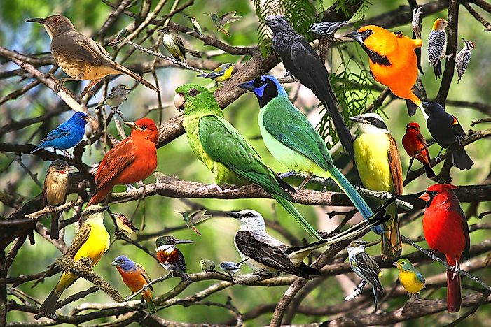 Are Birds Mammals?