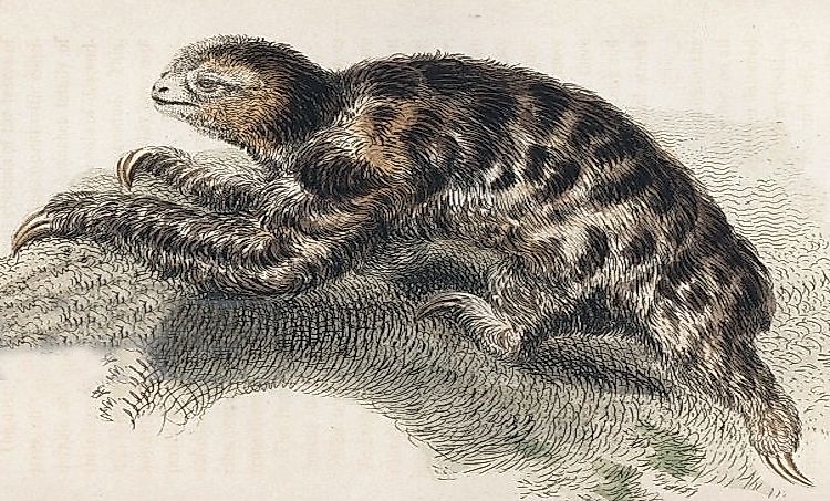 #4 Pygmy Three-Toed Sloth -