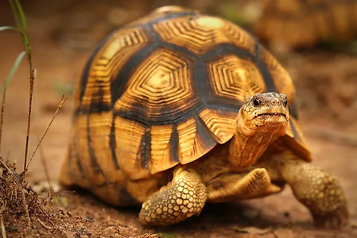 #9 Angonoka Tortoise