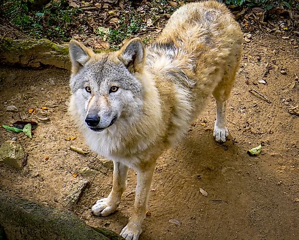 #7 Tibetan Wolf