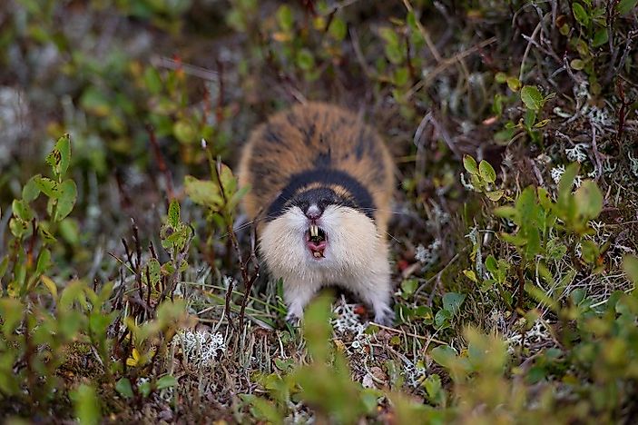 #7 Norwegian Lemming