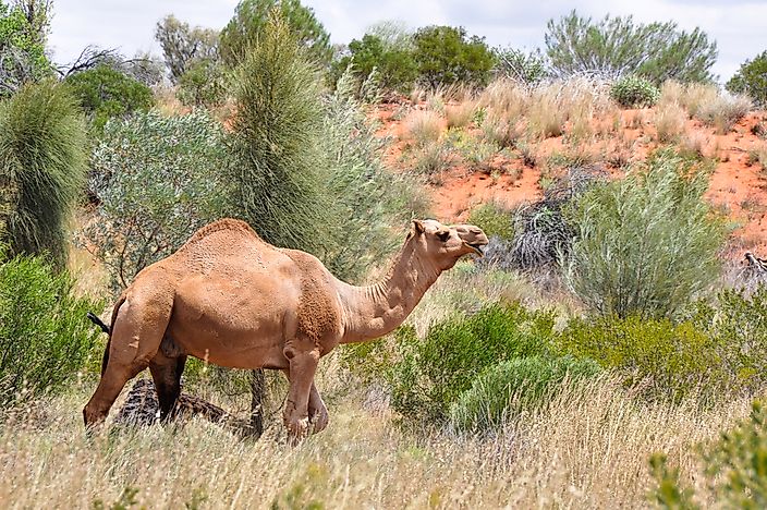 #1 Australian Feral Camels