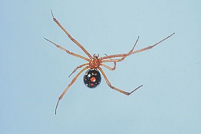 #3 Red Widows