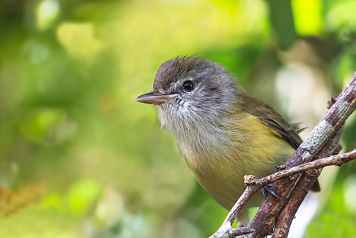Endemic Birds of Puerto Rico