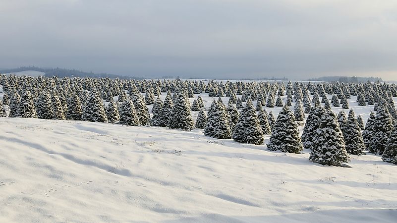 Douglas Fir trees.