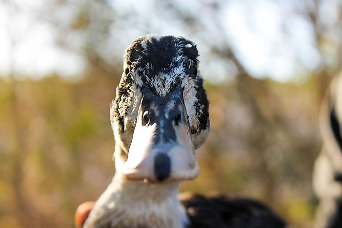 #8 Anatidaephobia (Fear that a Duck is Watching You)