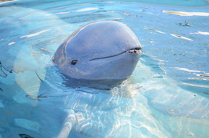 #7 Laos Is One Of The Last Refuges Of The Nearly Extinct Irrawaddy Dolphins