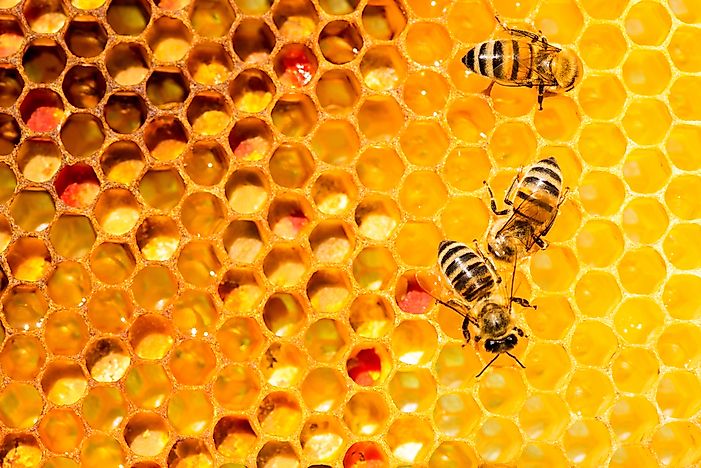 What Are Neonicotinoids?