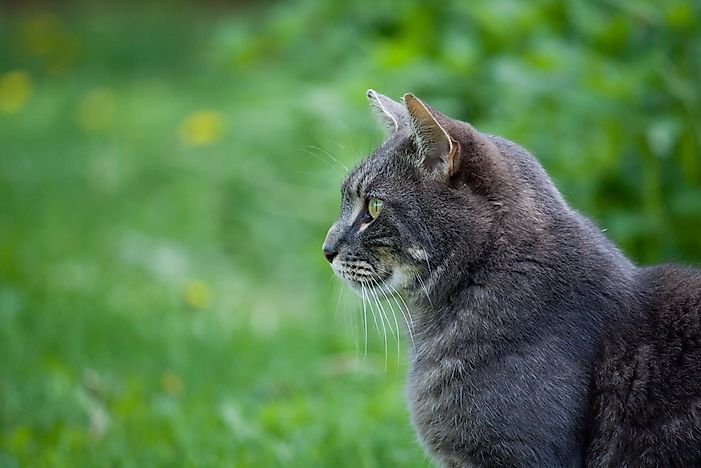 Cats are famous for their hunting abilities. Cats are famous for their hunting abilities.