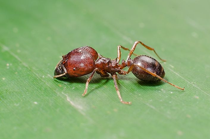 The Worst Invasive Insect Species