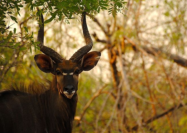 #3 Lengwe National Park