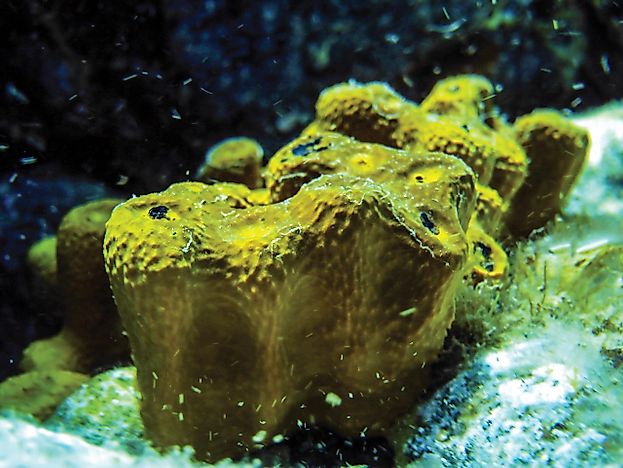 #2 Sponge – 580 million years old